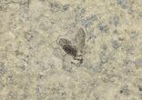 Fossil March Fly (Plecia) - Green River Formation #67647-2